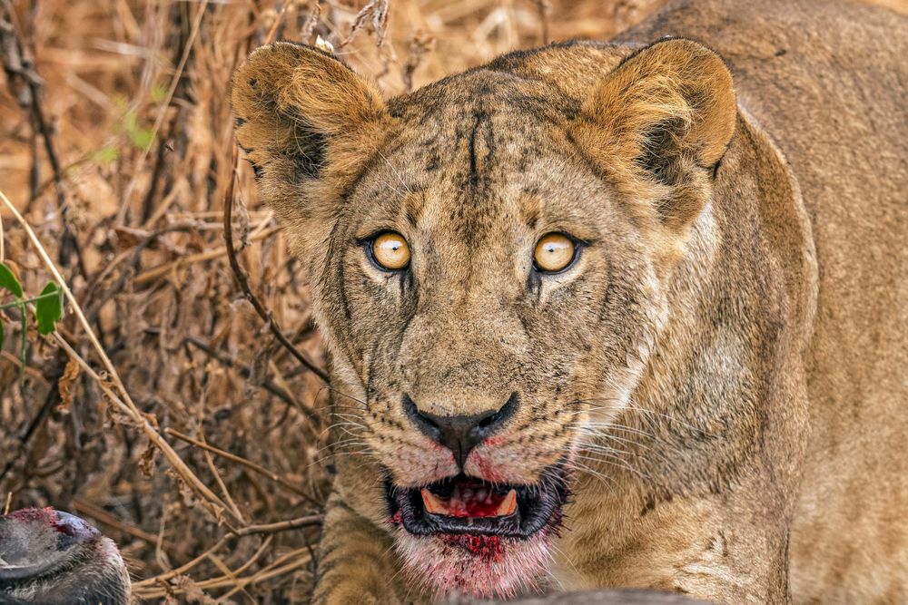 Photograph by Dilip Shah