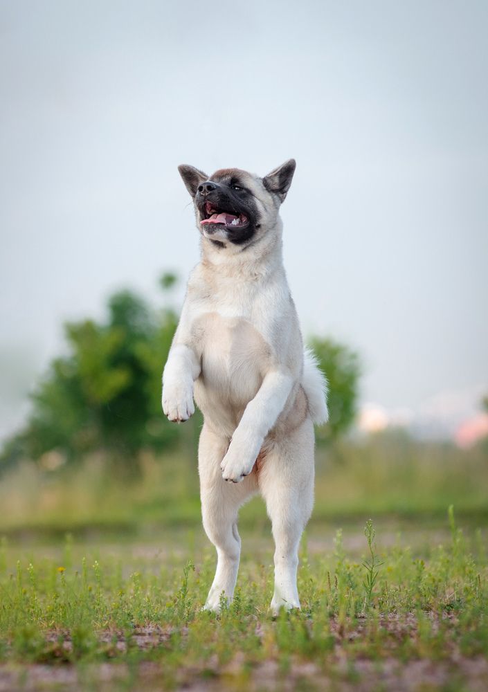 Photograph by Svetlana  Palaychuk