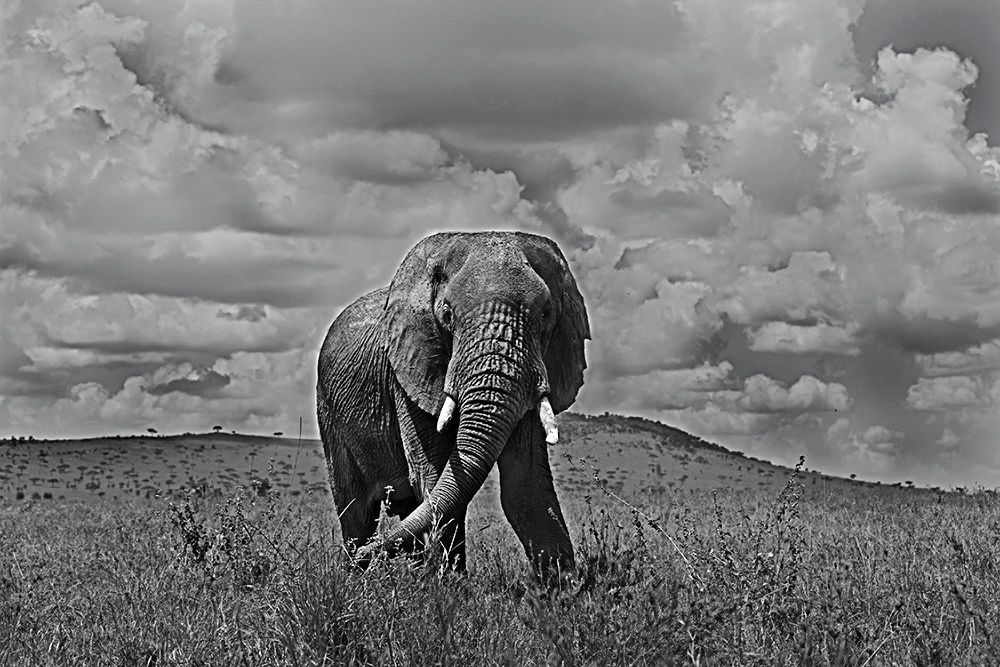 Photograph by Mehlam Akbarali