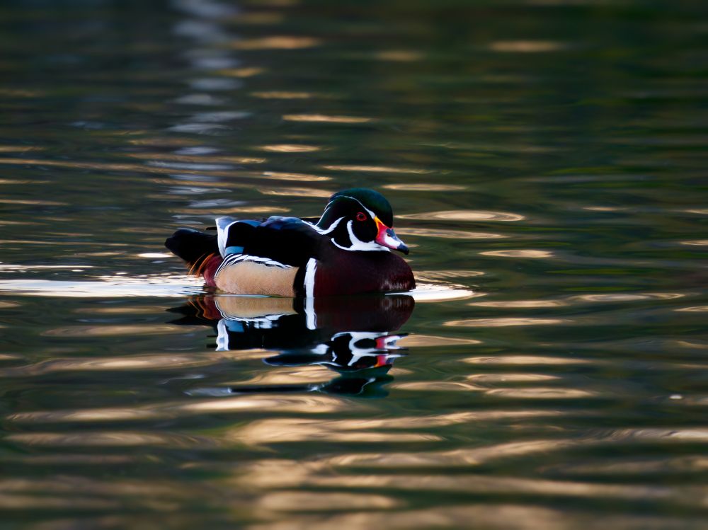 Photograph by Marius Surleac