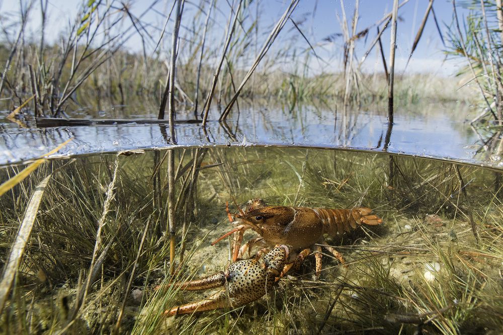 Crayfish