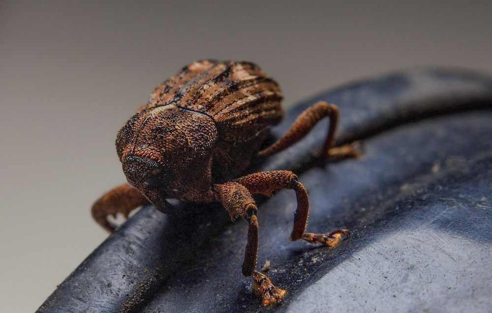 Photograph by Jorge Muñoz