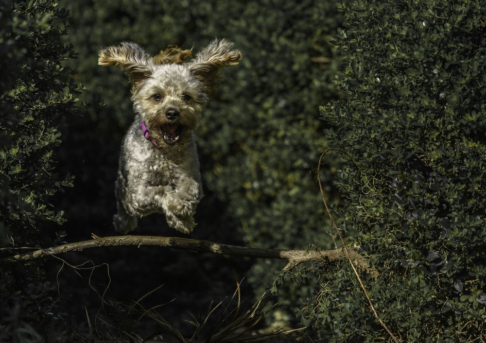 Photograph by Igor Tourovski