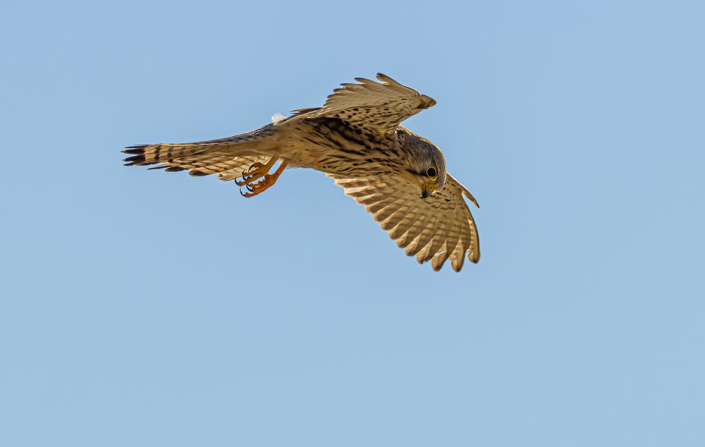 Common Kestrel