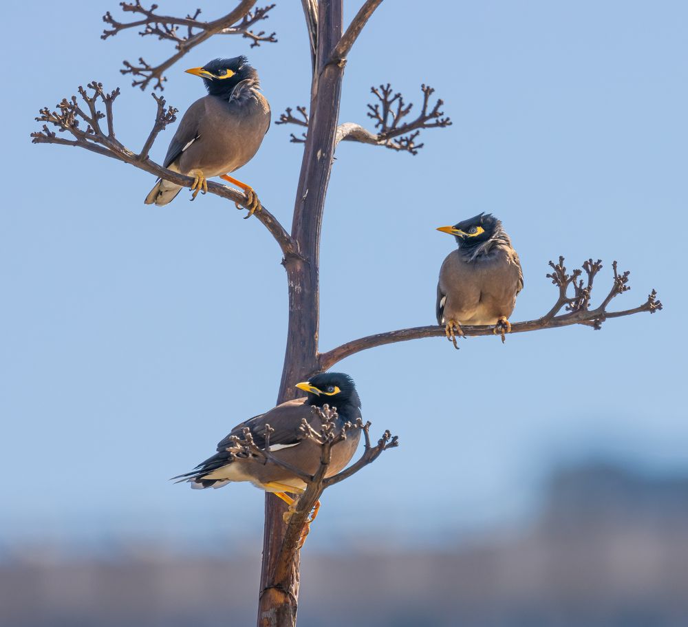 Photograph by Isuru Kanakarathna