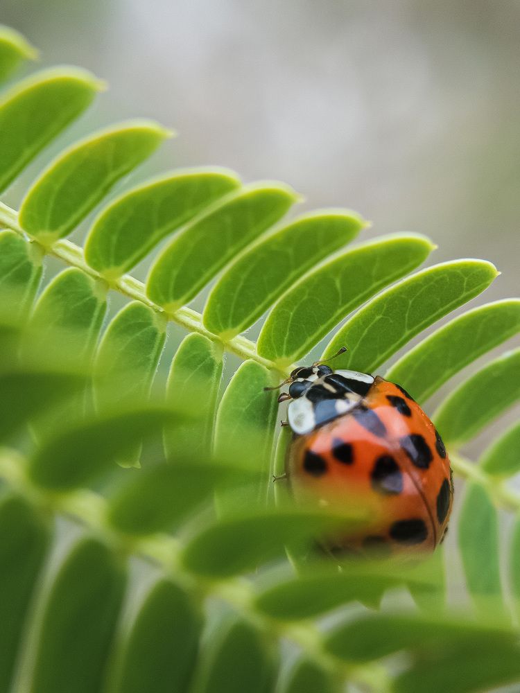 Photograph by Tatyana Belova