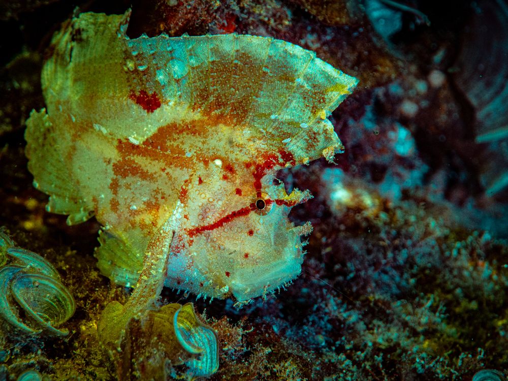 Photograph by Alexander Plakida