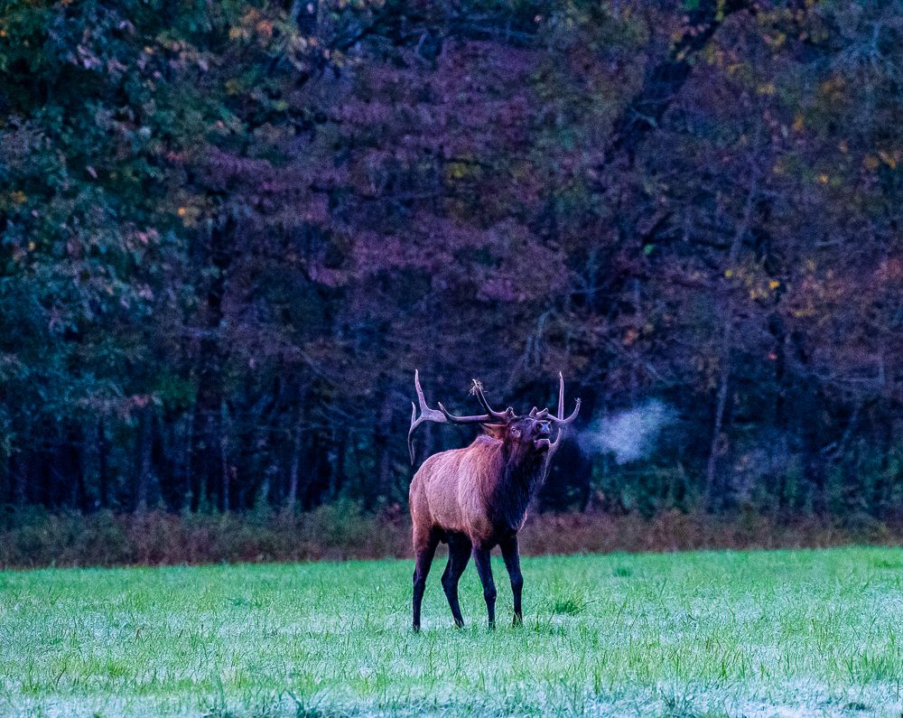 Elk bugling