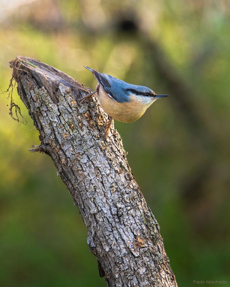 Trepadeira-azul (Sitta europaea)