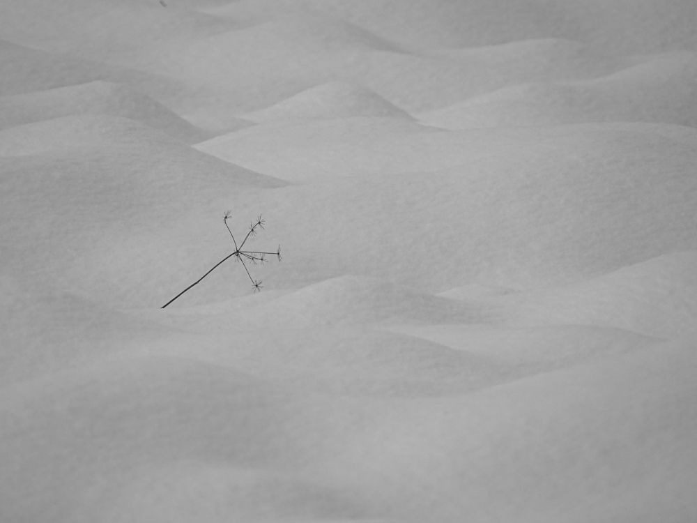 Фотография автора Remus Lucescu