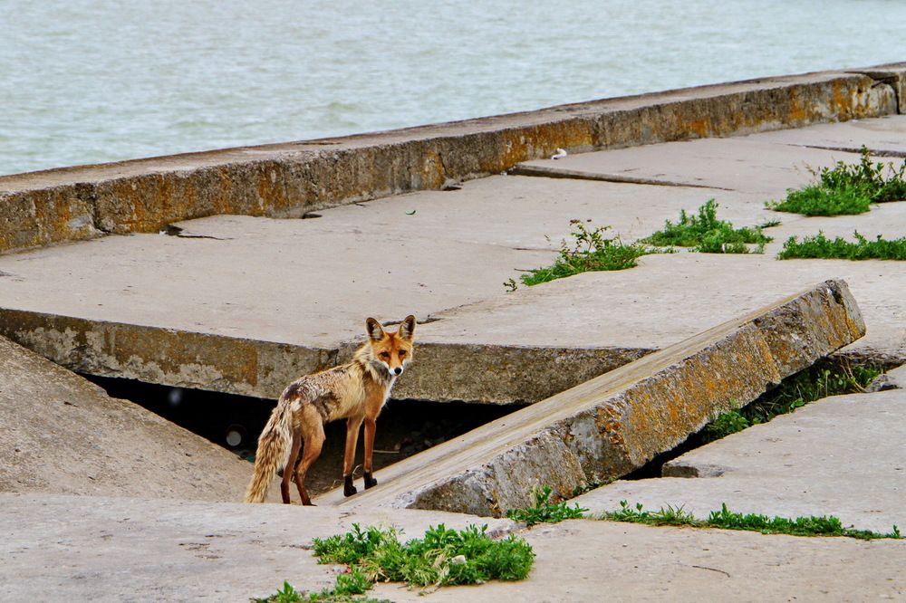 Фотография автора Александр Челмодеев