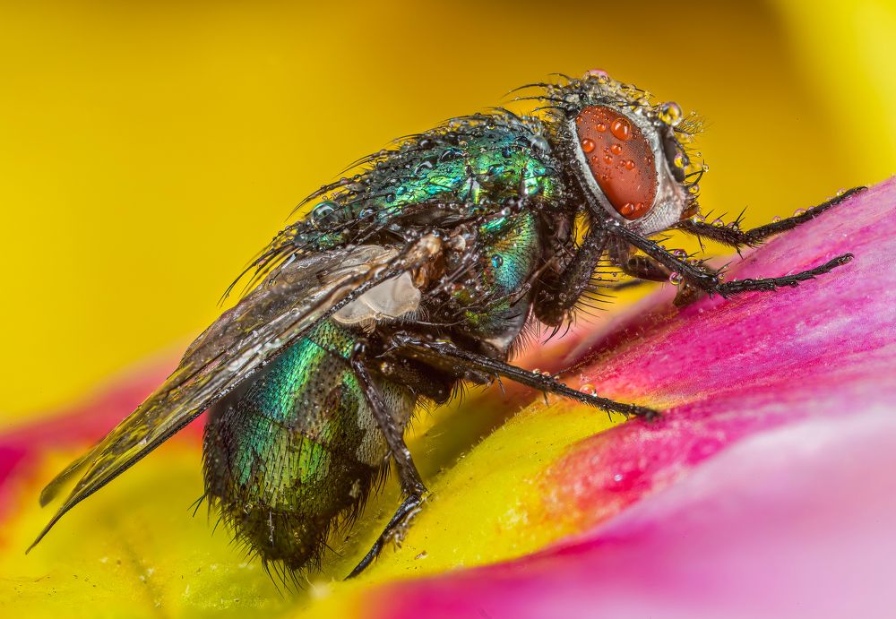 Blow fly And Water Drops