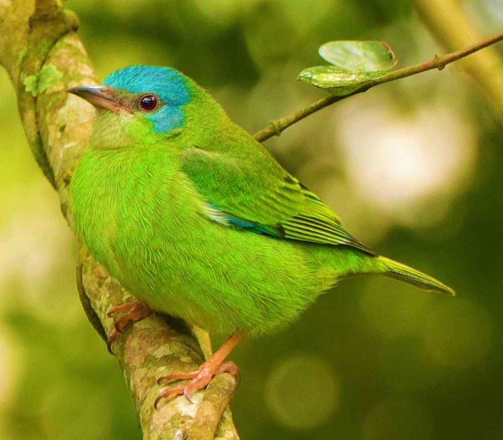 Photograph by Simone Guaselle