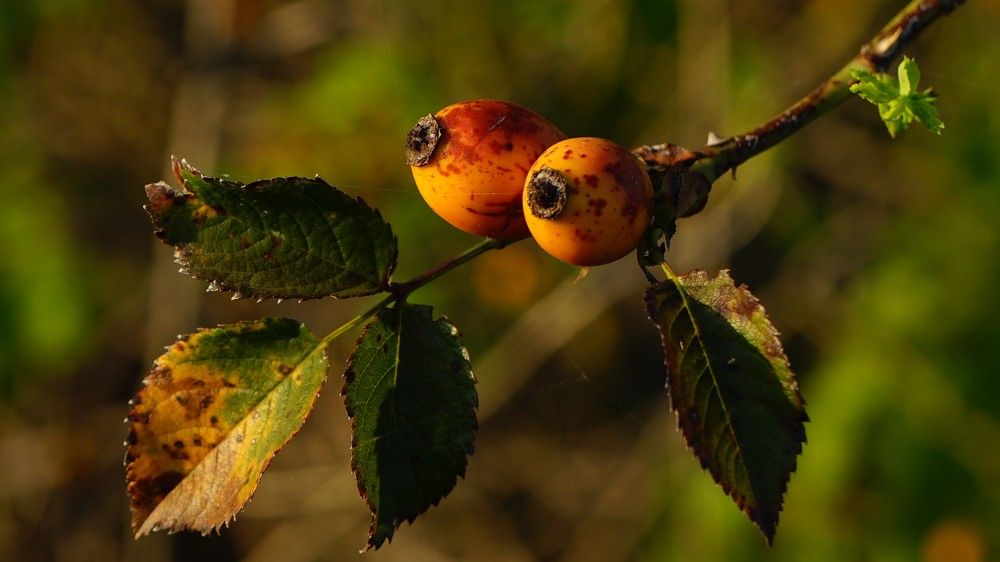 Photograph by Mirela Velicu