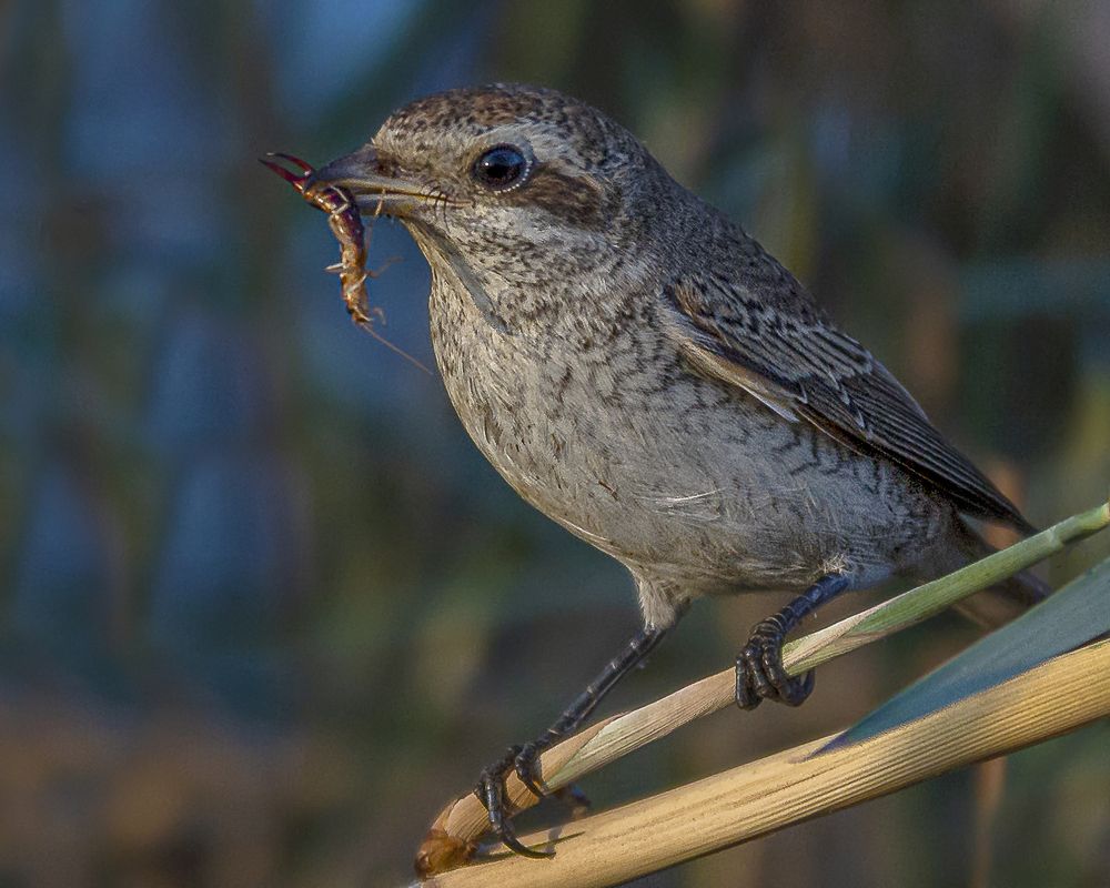 Red-backed shrike