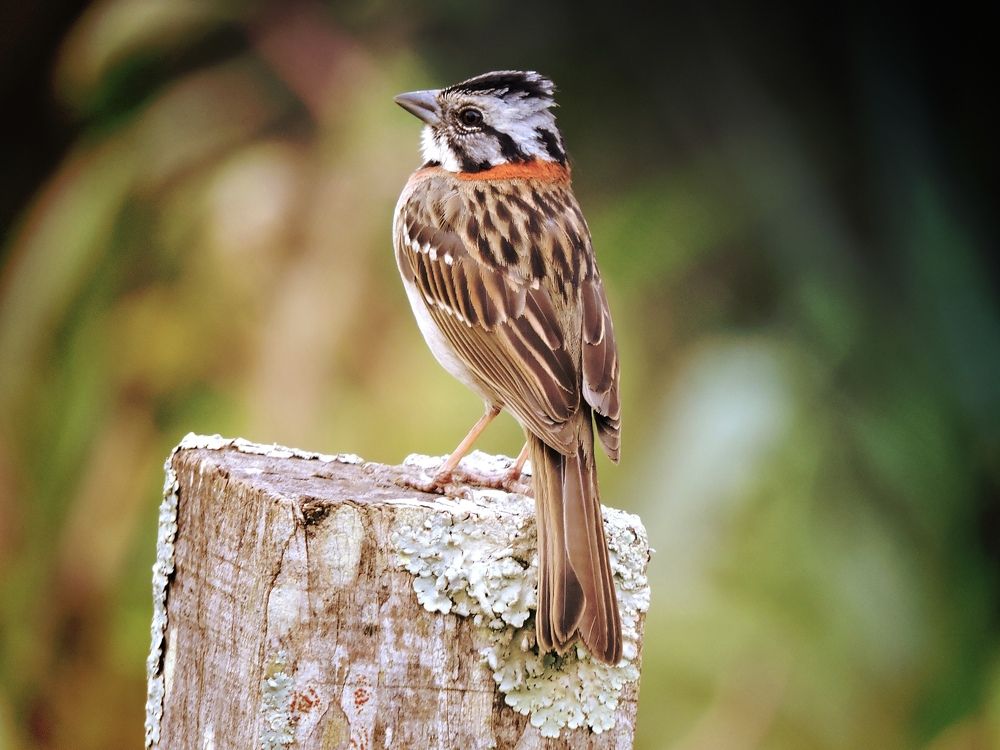 Photograph by Paulo Cesar Soares