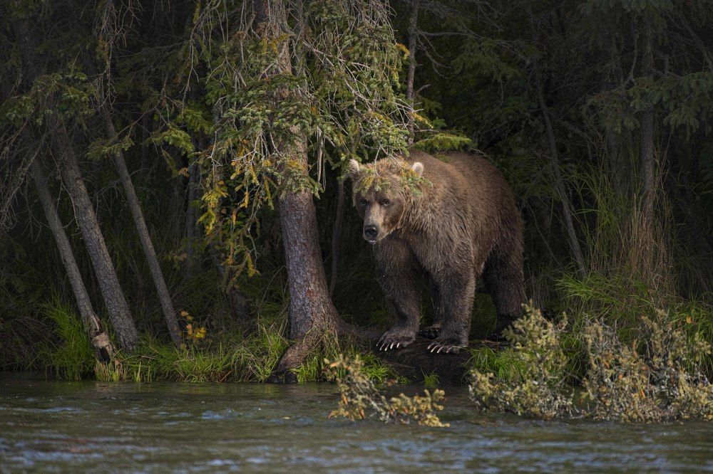 Emerging From The Forest