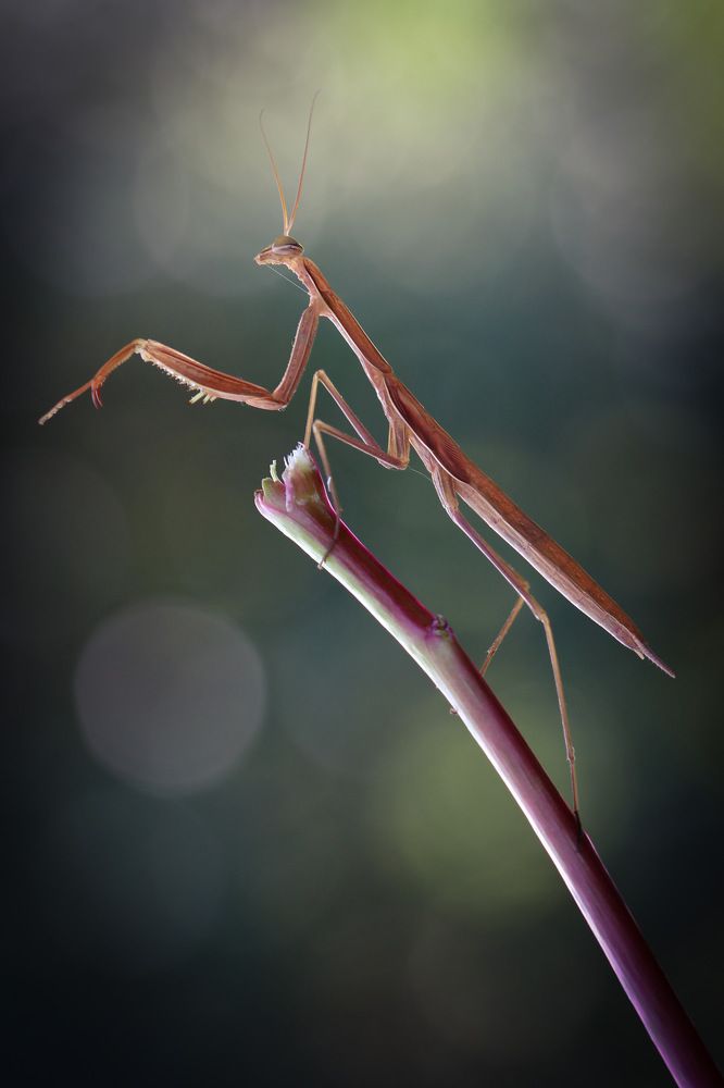Delicate touch