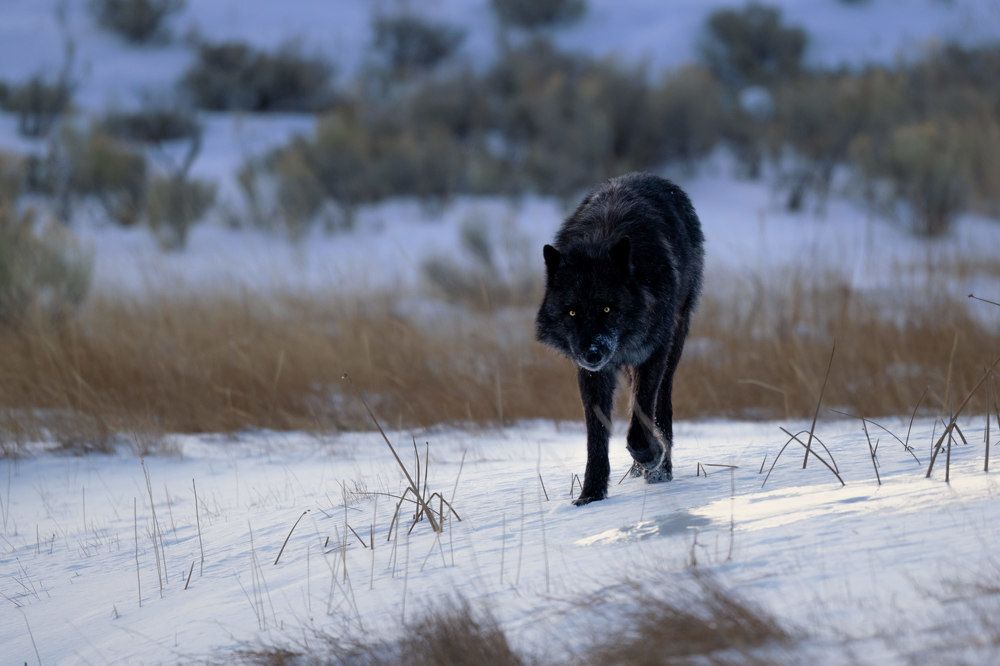 Yellowstone Wolf