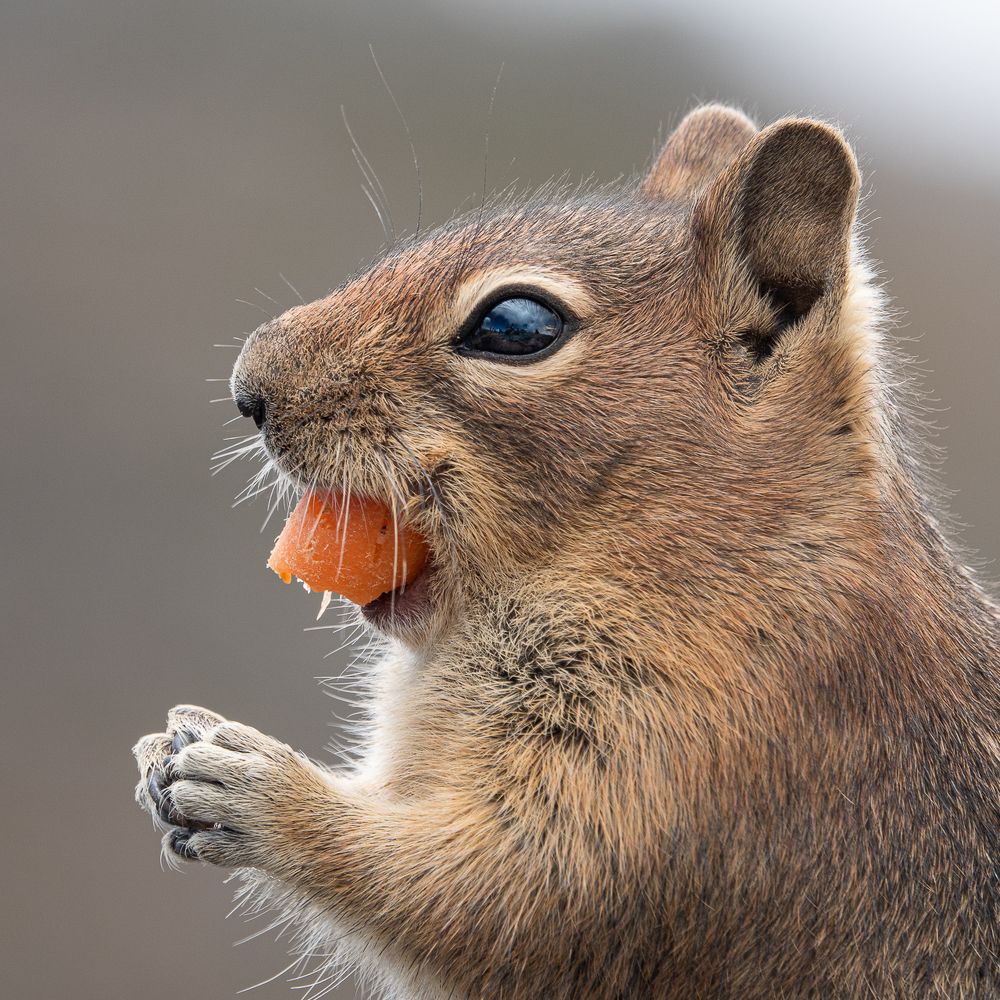 Фотография автора Михаил Боряк