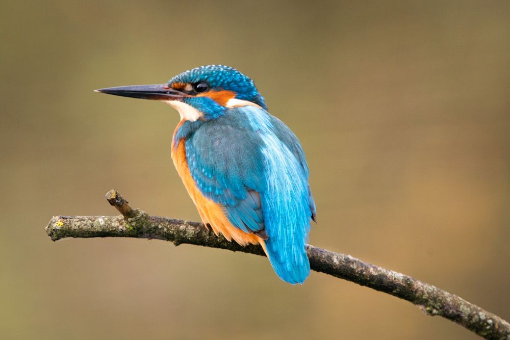 Nature’s perfection