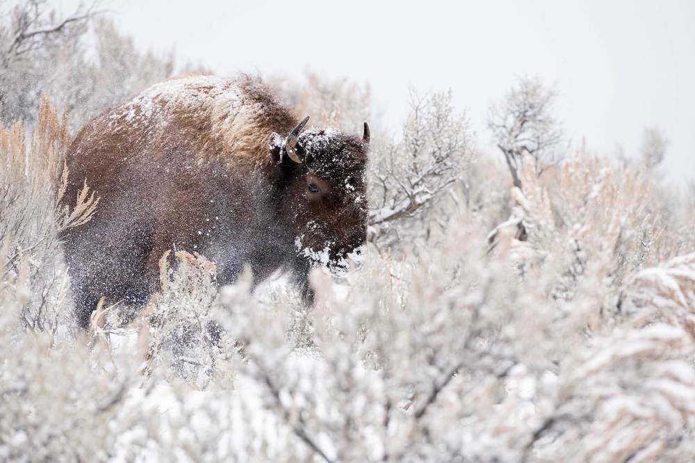 Bison in a Blizzard
