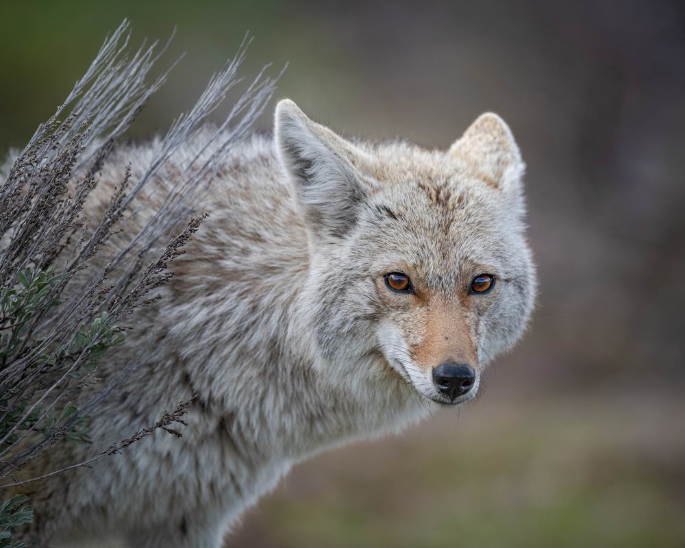 Coyote's Gaze