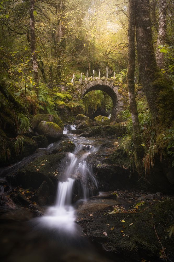 The Enchanted Forest