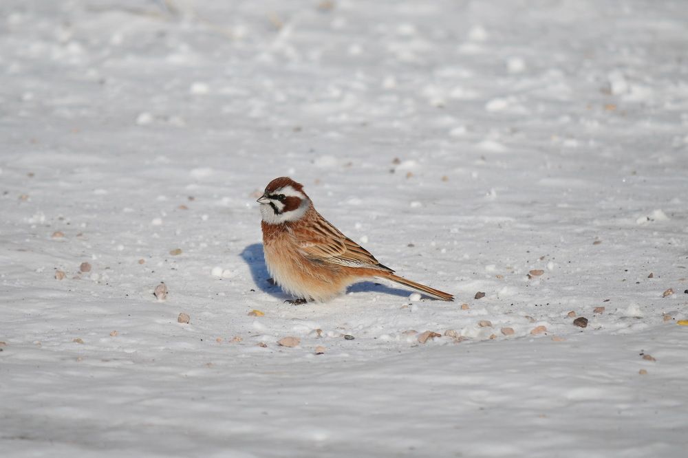 Photograph by Anna Kichapina