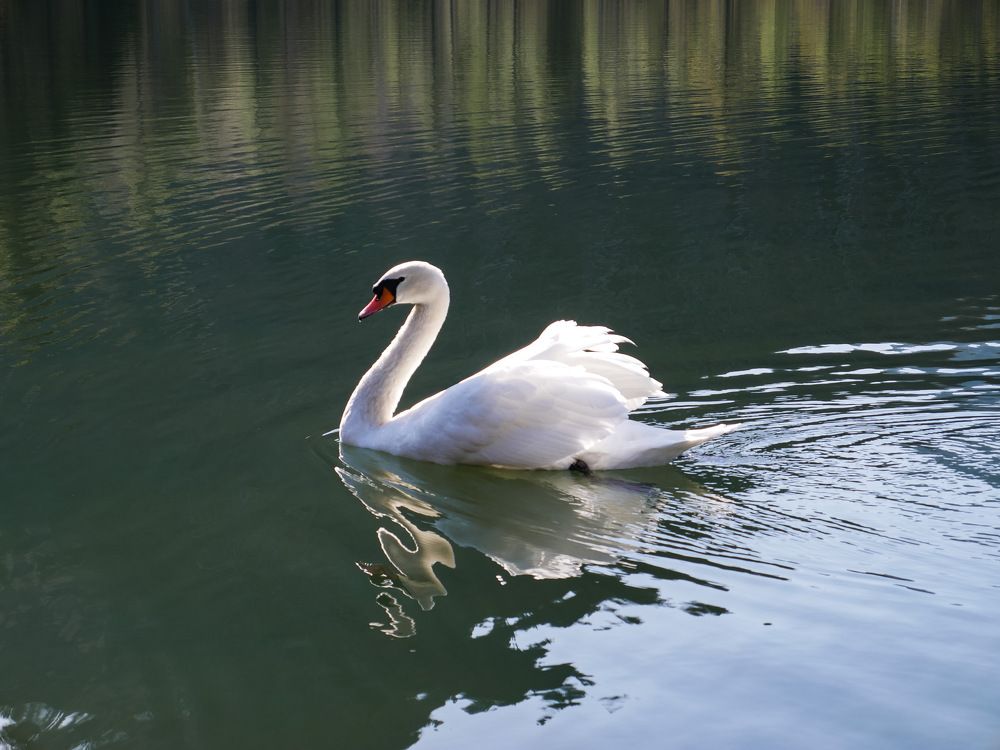 Photograph by Алеся Дей