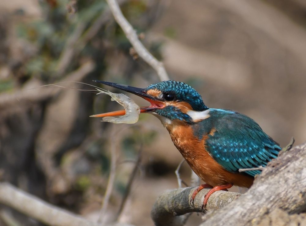 Photograph by Masum Mr