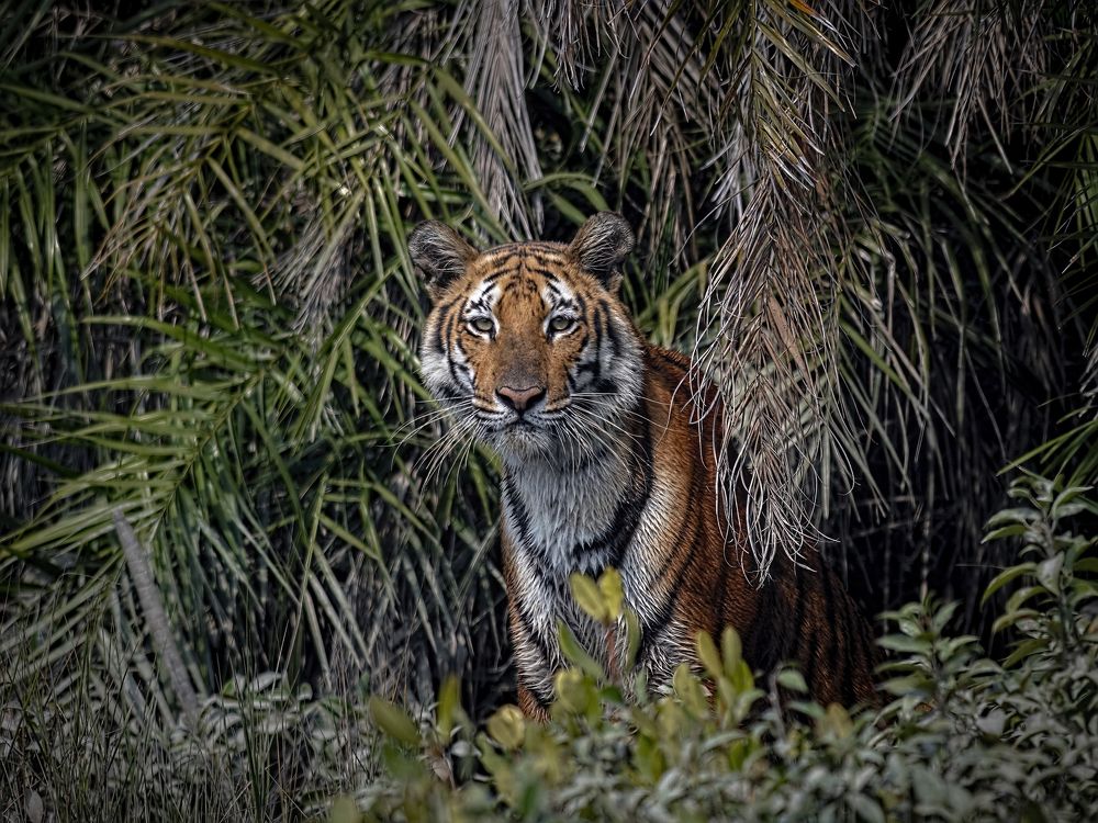 A perfect habitat of a Bengal Tiger