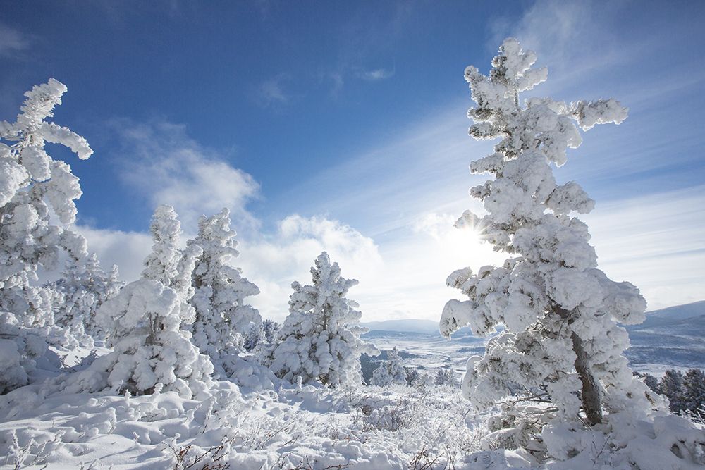 Snow covered trees. Mongolia