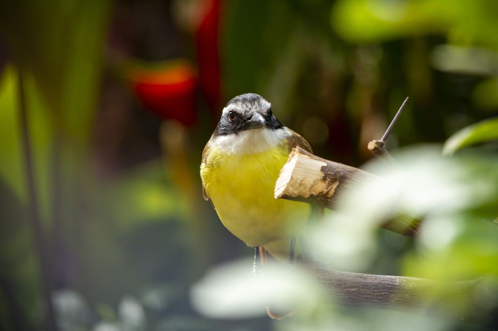 CristoFue Staring you