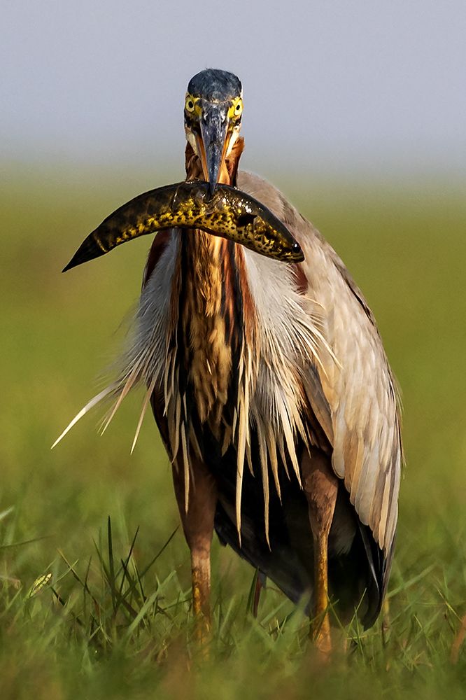 A Killer’s Portrait