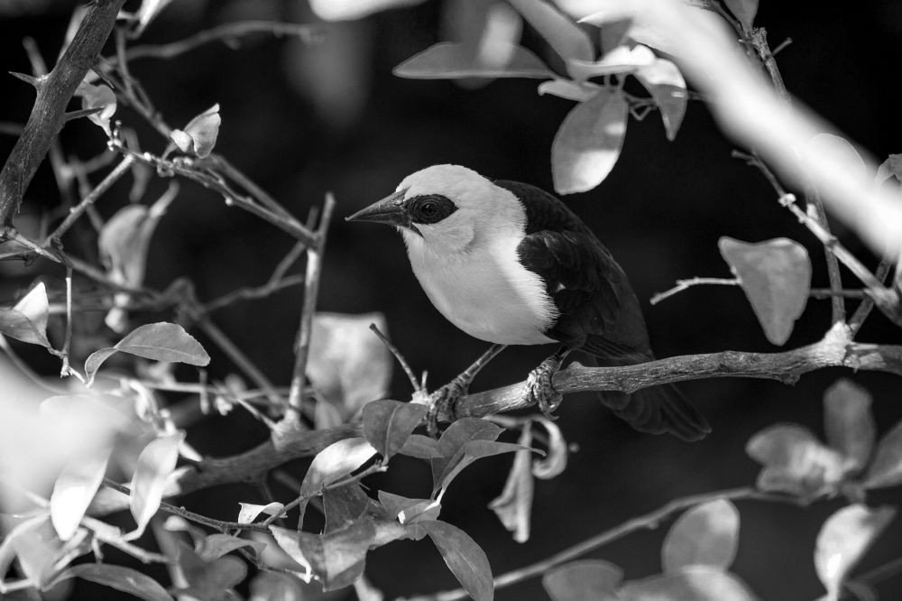 The scars on the Peak