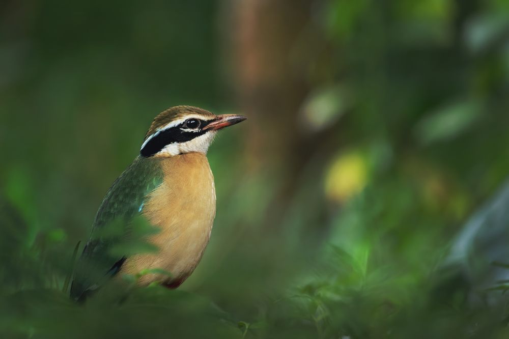 Photograph by Osanda Dissanayake
