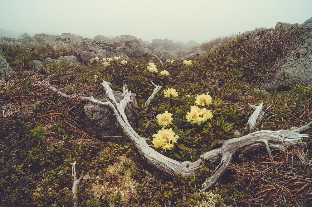 Photograph by Виктор Сёмушкин