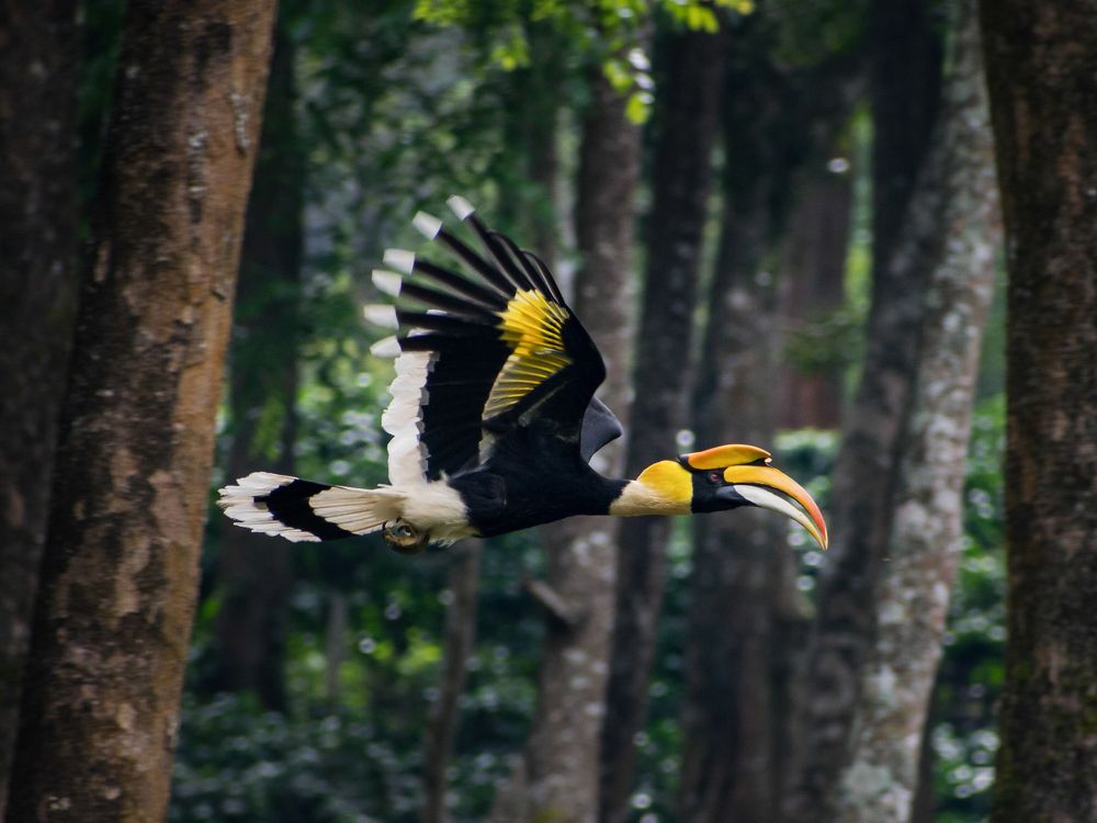 Great hornbill