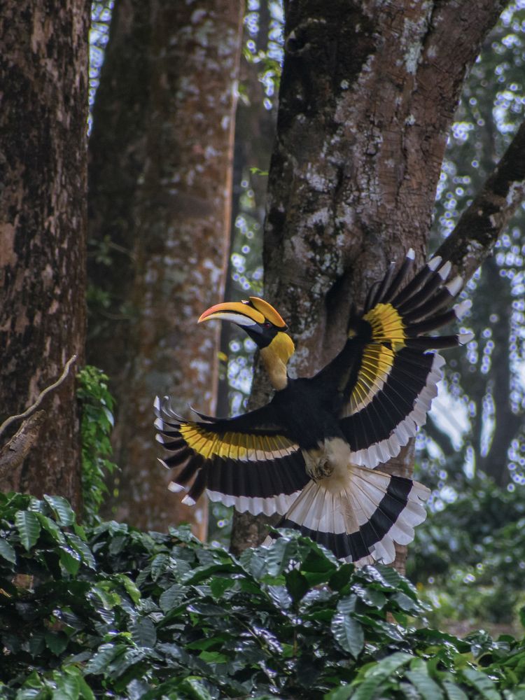 Great hornbill