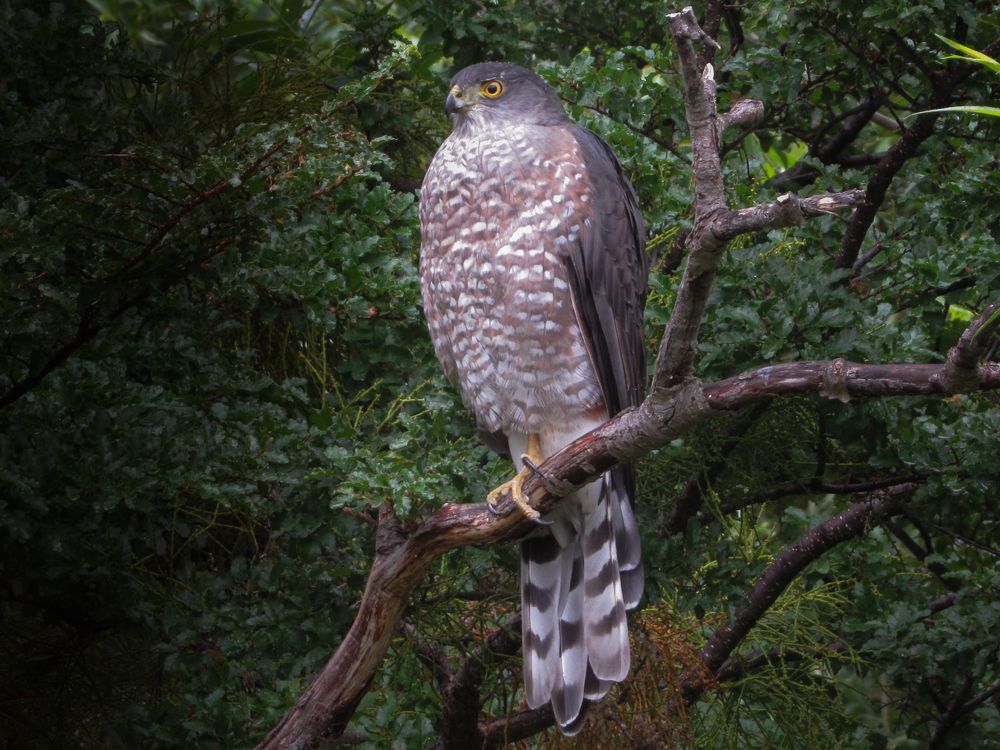 Фотография автора Paula Torrent