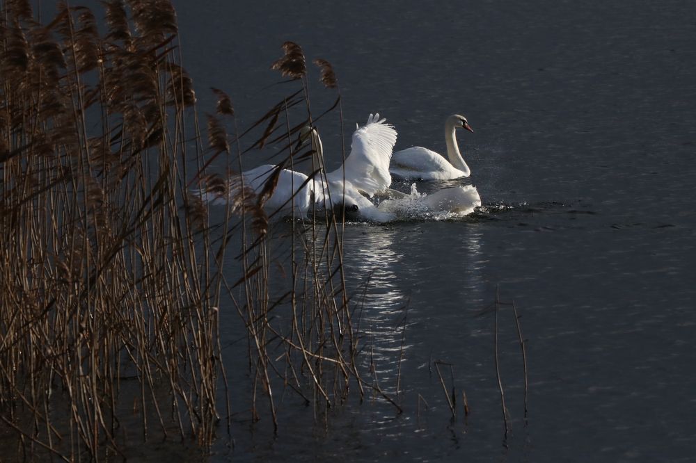 Photograph by Наталья Манусова