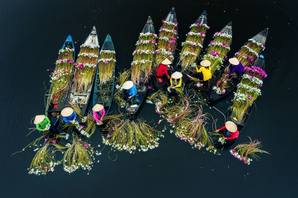 Washing water lilies in Vietnam