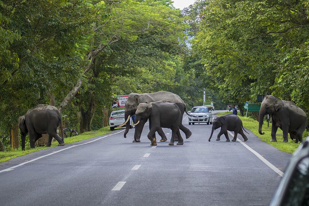Elephant Crossing