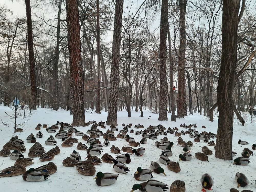 Утки в городе