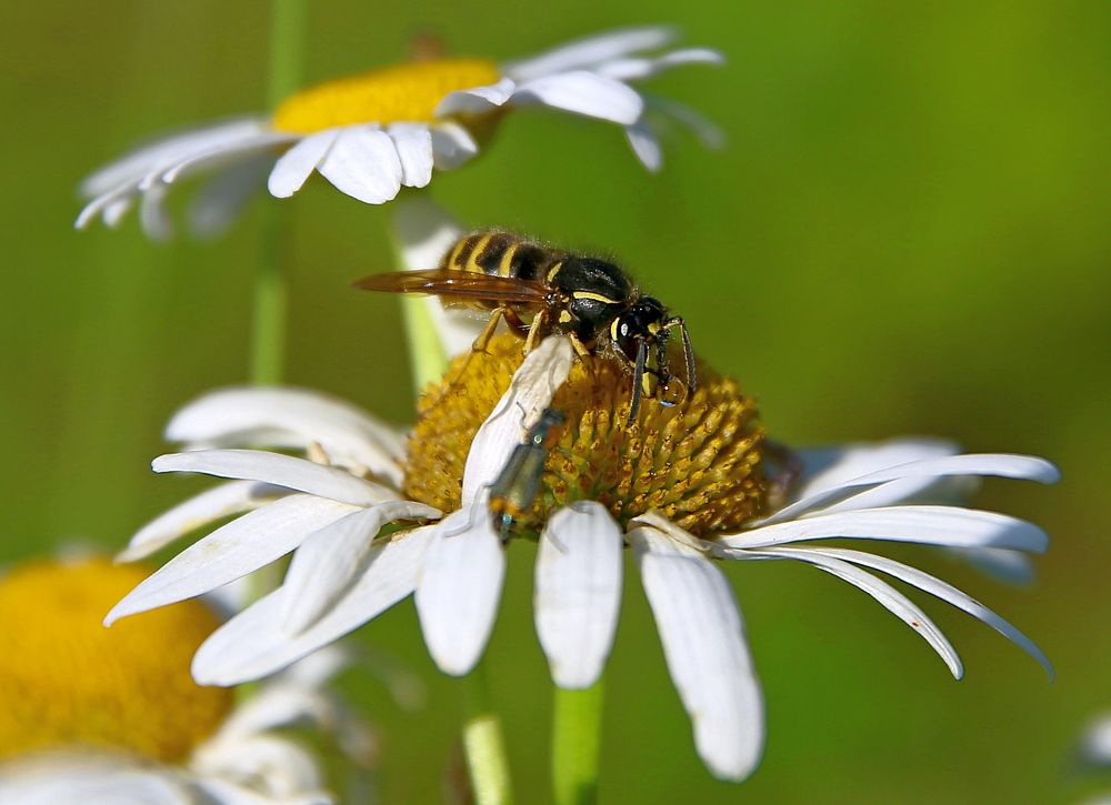 А dewdrop for a wasp (Капля росы для осы)