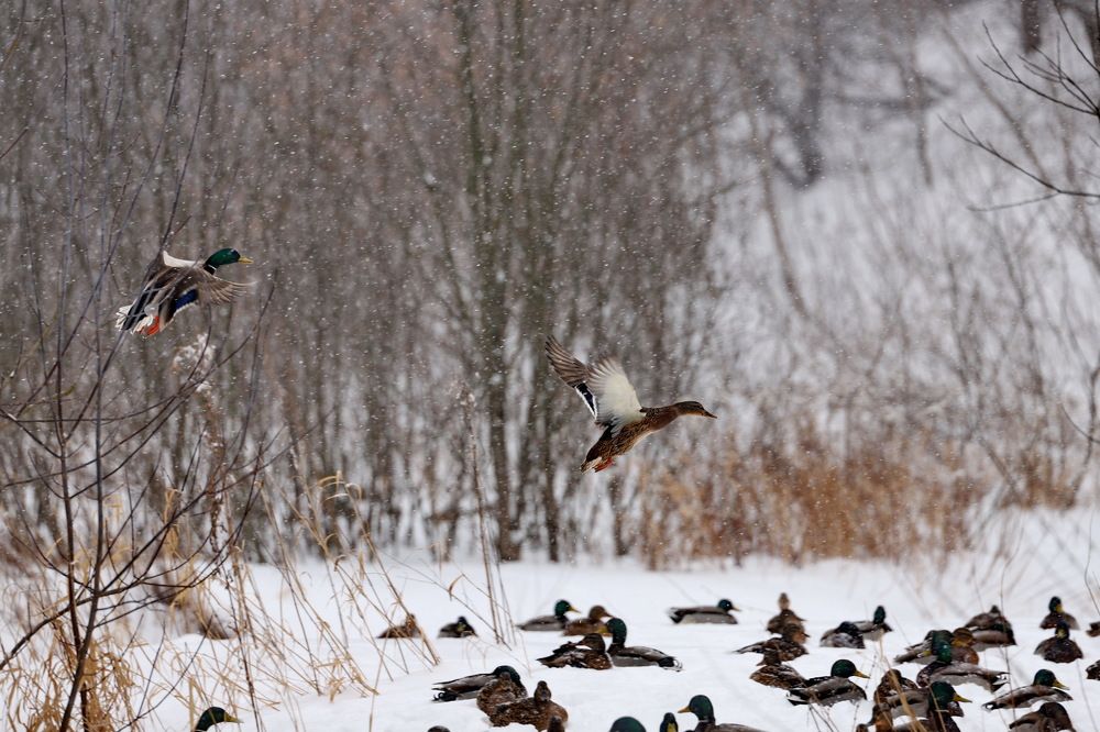 Photograph by Константин Лагоденко