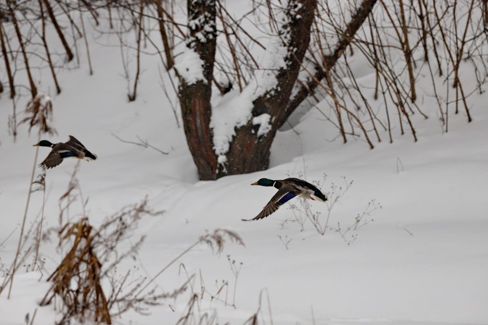 Photograph by Константин Лагоденко