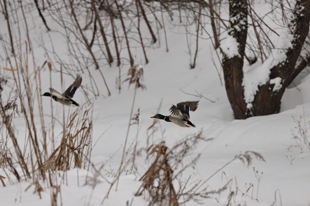 Photograph by Константин Лагоденко