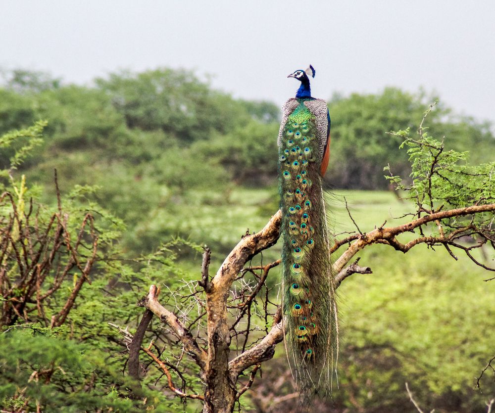 Photograph by Lalit Tank